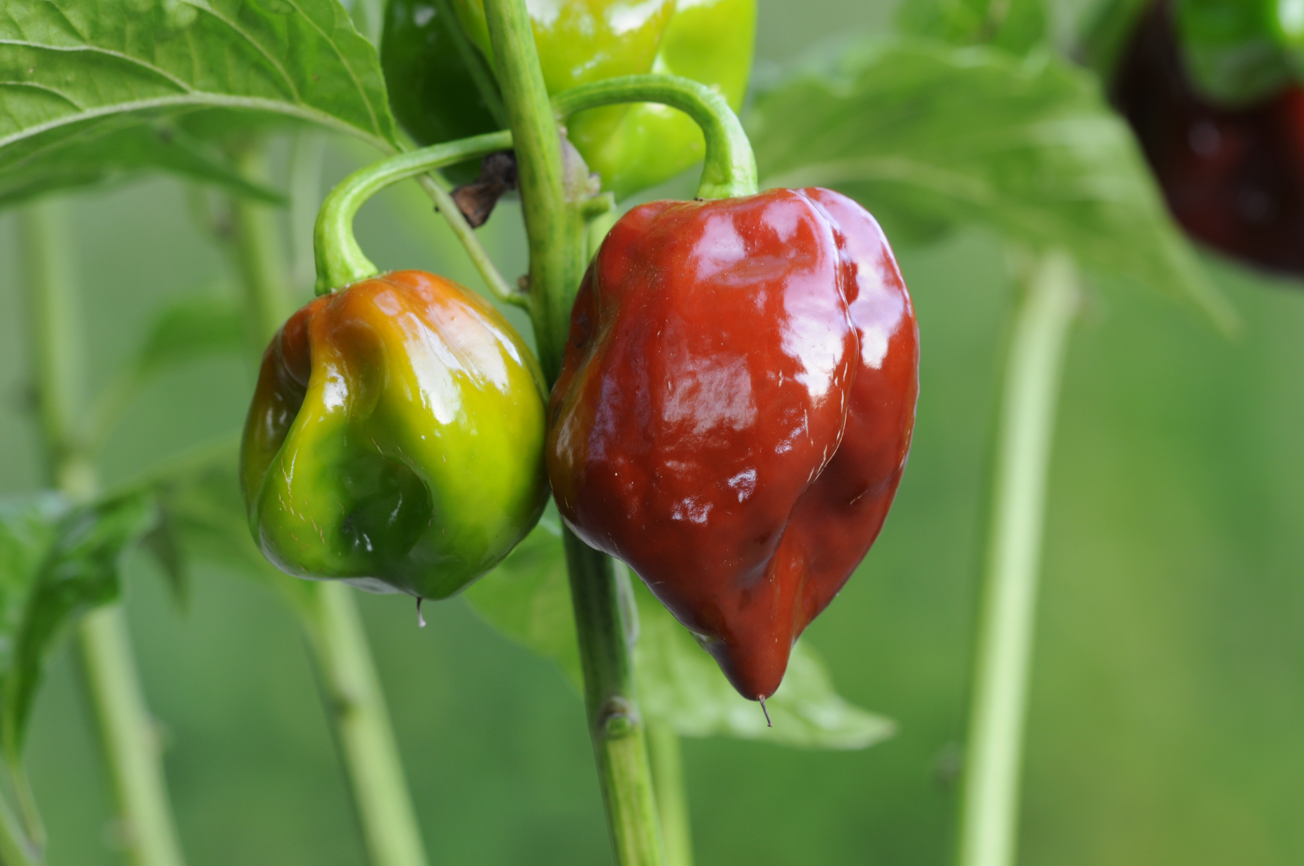 Black Stinger - Capsicum chinense