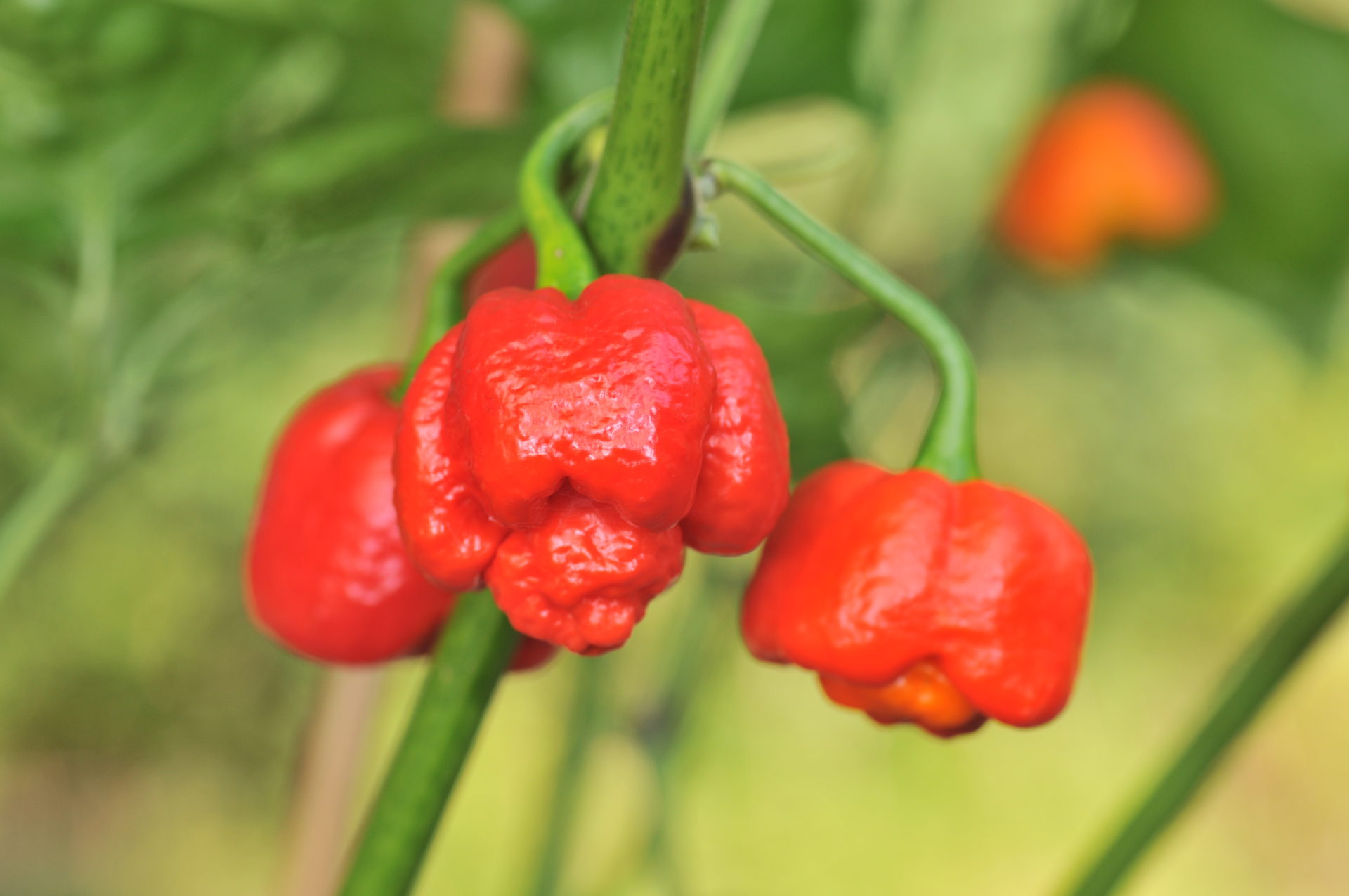 Trinidad Scorpion Moruga - Capsicum chinense